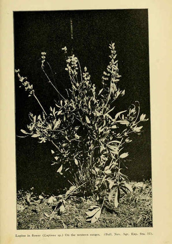 Reproducción/Reproduction 6005312932: A manual of poisonous plants Cedar Rapids, Ia. :The Torch Press,1910-11