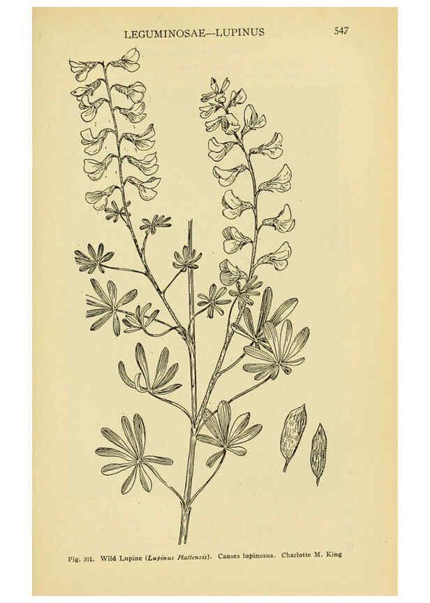 Reproducción/Reproduction 6005313116: A manual of poisonous plants Cedar Rapids, Ia. :The Torch Press,1910-11