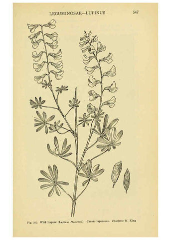 Reproducción/Reproduction 6005313116: A manual of poisonous plants Cedar Rapids, Ia. :The Torch Press,1910-11
