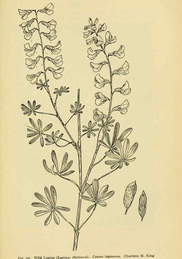 Reproducción/Reproduction 6005313116: A manual of poisonous plants Cedar Rapids, Ia. :The Torch Press,1910-11