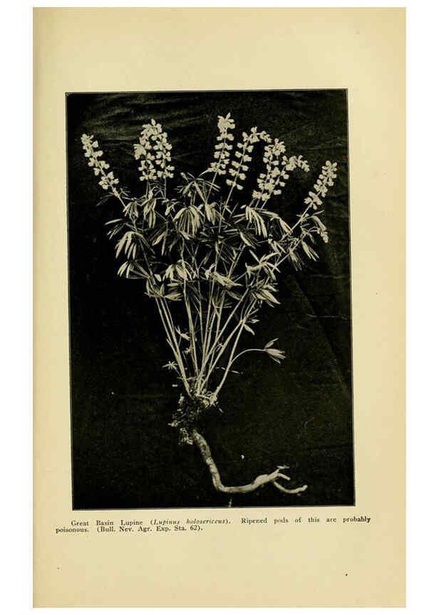 Reproducción/Reproduction 6004767819: A manual of poisonous plants Cedar Rapids, Ia. :The Torch Press,1910-11