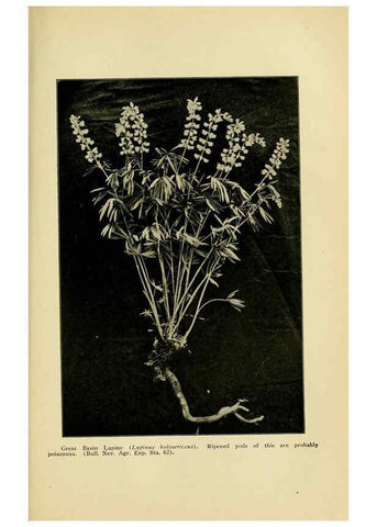 Reproducción/Reproduction 6004767819: A manual of poisonous plants Cedar Rapids, Ia. :The Torch Press,1910-11