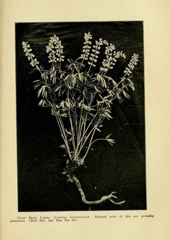 Reproducción/Reproduction 6004767819: A manual of poisonous plants Cedar Rapids, Ia. :The Torch Press,1910-11