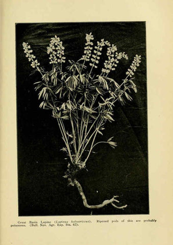 Reproducción/Reproduction 6004767819: A manual of poisonous plants Cedar Rapids, Ia. :The Torch Press,1910-11