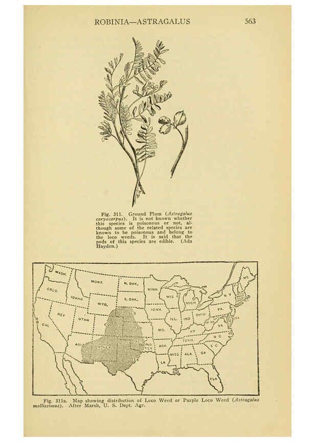 Reproducción/Reproduction 6005313624: A manual of poisonous plants Cedar Rapids, Ia. :The Torch Press,1910-11