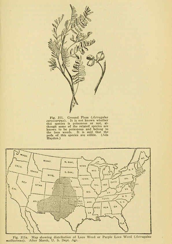 Reproducción/Reproduction 6005313624: A manual of poisonous plants Cedar Rapids, Ia. :The Torch Press,1910-11