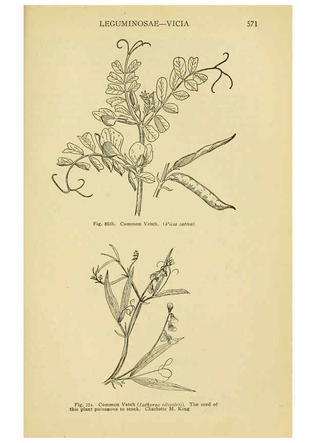 Reproducción/Reproduction 6004768245: A manual of poisonous plants Cedar Rapids, Ia. :The Torch Press,1910-11