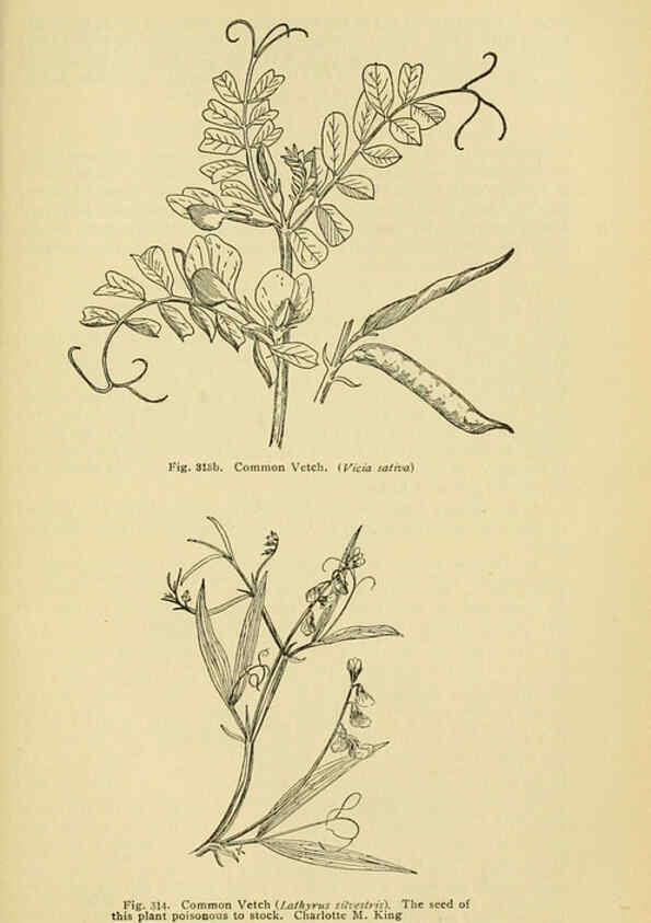 Reproducción/Reproduction 6004768245: A manual of poisonous plants Cedar Rapids, Ia. :The Torch Press,1910-11