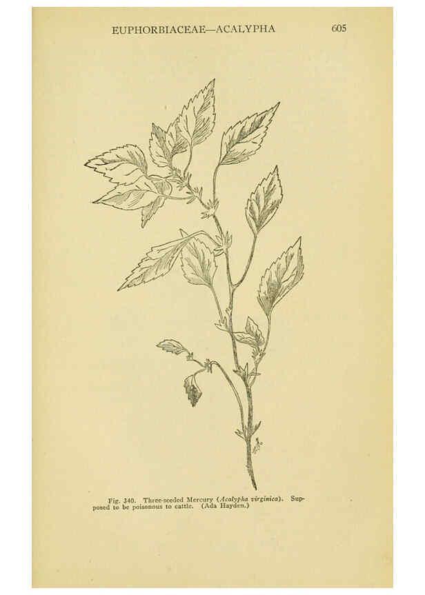 Reproducción/Reproduction 6005313986: A manual of poisonous plants Cedar Rapids, Ia. :The Torch Press,1910-11