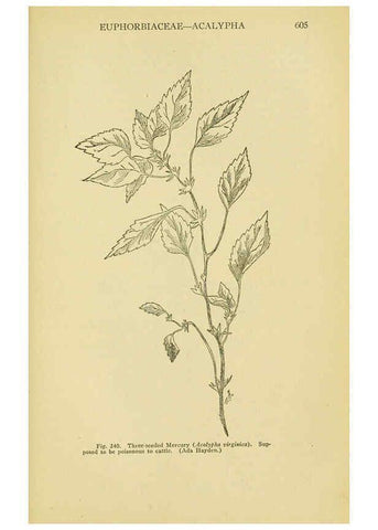 Reproducción/Reproduction 6005313986: A manual of poisonous plants Cedar Rapids, Ia. :The Torch Press,1910-11