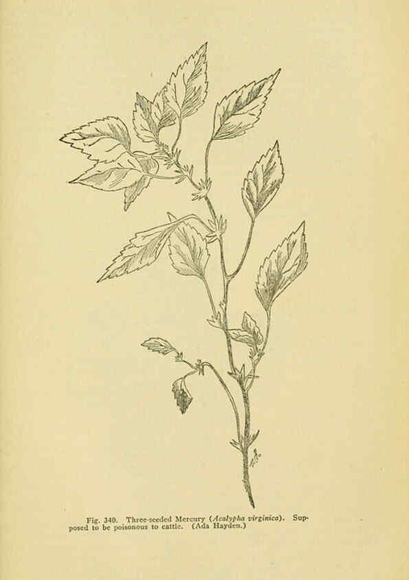 Reproducción/Reproduction 6005313986: A manual of poisonous plants Cedar Rapids, Ia. :The Torch Press,1910-11