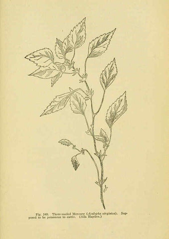 Reproducción/Reproduction 6005313986: A manual of poisonous plants Cedar Rapids, Ia. :The Torch Press,1910-11