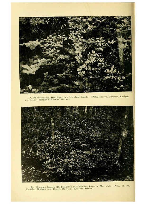 Reproducción/Reproduction 6004768653: A manual of poisonous plants Cedar Rapids, Ia. :The Torch Press,1910-11