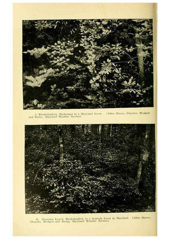 Reproducción/Reproduction 6004768653: A manual of poisonous plants Cedar Rapids, Ia. :The Torch Press,1910-11