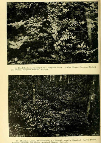 Reproducción/Reproduction 6004768653: A manual of poisonous plants Cedar Rapids, Ia. :The Torch Press,1910-11