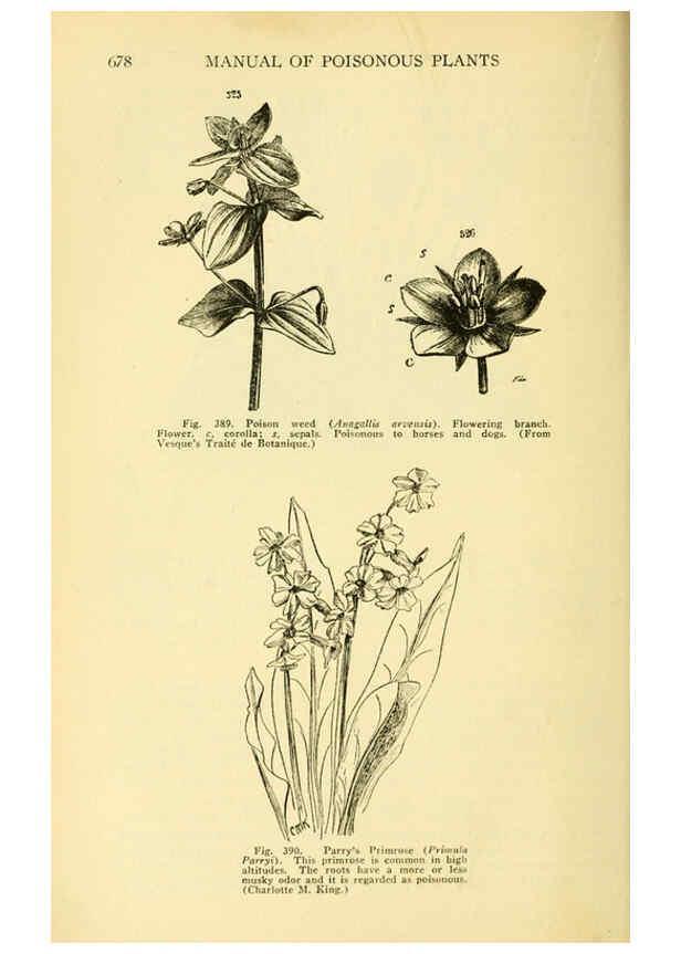 Reproducción/Reproduction 6005314448: A manual of poisonous plants Cedar Rapids, Ia. :The Torch Press,1910-11