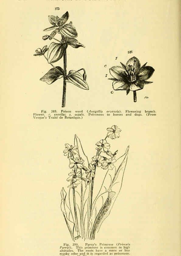 Reproducción/Reproduction 6005314448: A manual of poisonous plants Cedar Rapids, Ia. :The Torch Press,1910-11