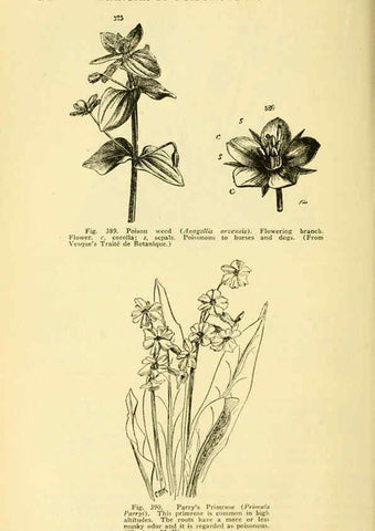 Reproducción/Reproduction 6005314448: A manual of poisonous plants Cedar Rapids, Ia. :The Torch Press,1910-11