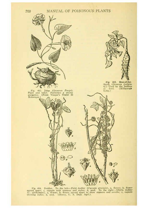 Reproducción/Reproduction 6005314890: A manual of poisonous plants Cedar Rapids, Ia. :The Torch Press,1910-11