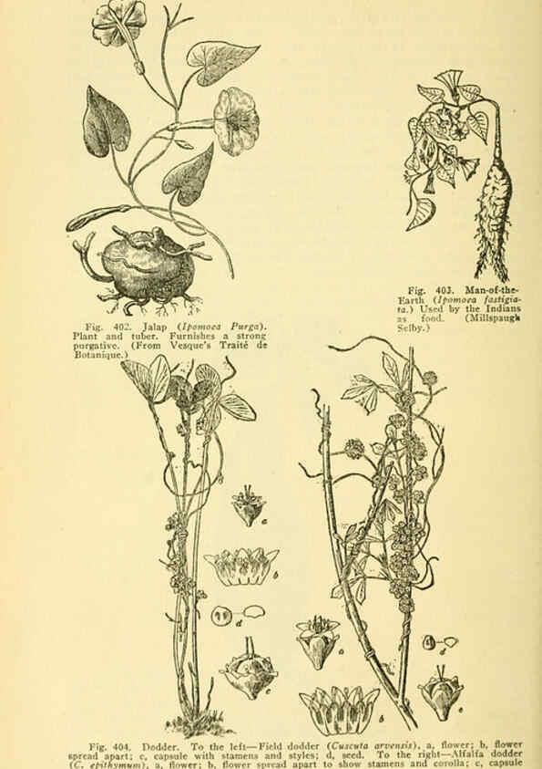 Reproducción/Reproduction 6005314890: A manual of poisonous plants Cedar Rapids, Ia. :The Torch Press,1910-11