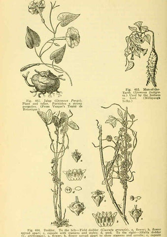 Reproducción/Reproduction 6005314890: A manual of poisonous plants Cedar Rapids, Ia. :The Torch Press,1910-11