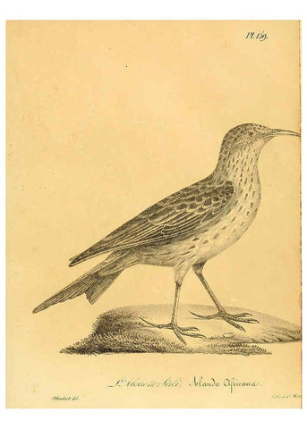 Reproducción/Reproduction 6002503670: La galerie des oiseaux Paris :Carpentier-Méricourt,1834