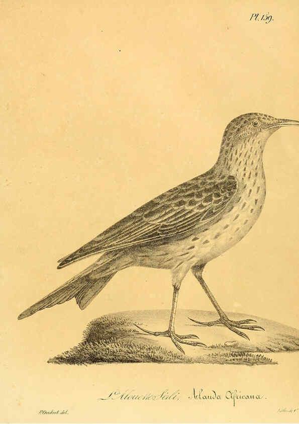 Reproducción/Reproduction 6002503670: La galerie des oiseaux Paris :Carpentier-Méricourt,1834