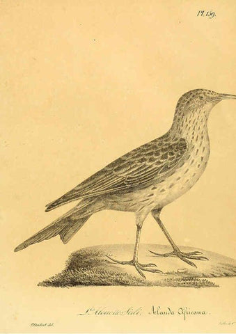 Reproducción/Reproduction 6002503670: La galerie des oiseaux Paris :Carpentier-Méricourt,1834