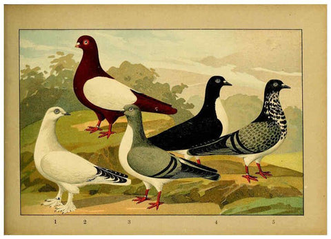 Reproducción/Reproduction 6005229568: Illustriertes Prachtwerk sämtlicher Taubenrassen Würzburg,Königl. Universitätsdruckerei H. Stürtz a.g.[1906?] 