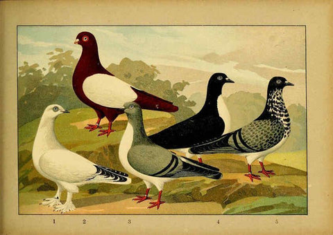 Reproducción/Reproduction 6005229568: Illustriertes Prachtwerk sämtlicher Taubenrassen Würzburg,Königl. Universitätsdruckerei H. Stürtz a.g.[1906?] 