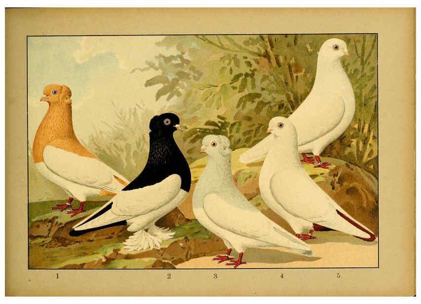 Reproducción/Reproduction 6004683477: Illustriertes Prachtwerk sämtlicher Taubenrassen Würzburg,Königl. Universitätsdruckerei H. Stürtz a.g.[1906?] 