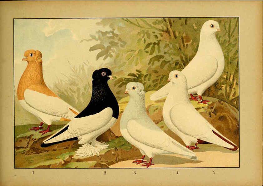 Reproducción/Reproduction 6004683477: Illustriertes Prachtwerk sämtlicher Taubenrassen Würzburg,Königl. Universitätsdruckerei H. Stürtz a.g.[1906?] 