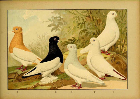 Reproducción/Reproduction 6004683477: Illustriertes Prachtwerk sämtlicher Taubenrassen Würzburg,Königl. Universitätsdruckerei H. Stürtz a.g.[1906?] 