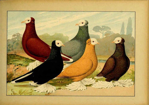Reproducción/Reproduction 6004674661: Illustriertes Prachtwerk sämtlicher Taubenrassen Würzburg,Königl. Universitätsdruckerei H. Stürtz a.g.[1906?] 