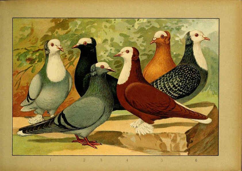 Reproducción/Reproduction 6005220816: Illustriertes Prachtwerk sämtlicher Taubenrassen Würzburg,Königl. Universitätsdruckerei H. Stürtz a.g.[1906?] 