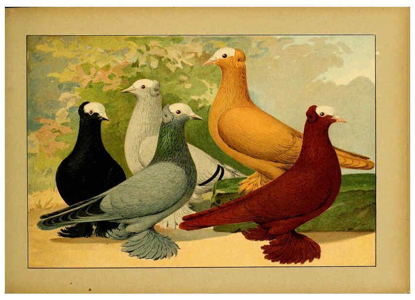 Reproducción/Reproduction 6004675007: Illustriertes Prachtwerk sämtlicher Taubenrassen Würzburg,Königl. Universitätsdruckerei H. Stürtz a.g.[1906?] 