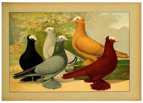 Reproducción/Reproduction 6004675007: Illustriertes Prachtwerk sämtlicher Taubenrassen Würzburg,Königl. Universitätsdruckerei H. Stürtz a.g.[1906?] 