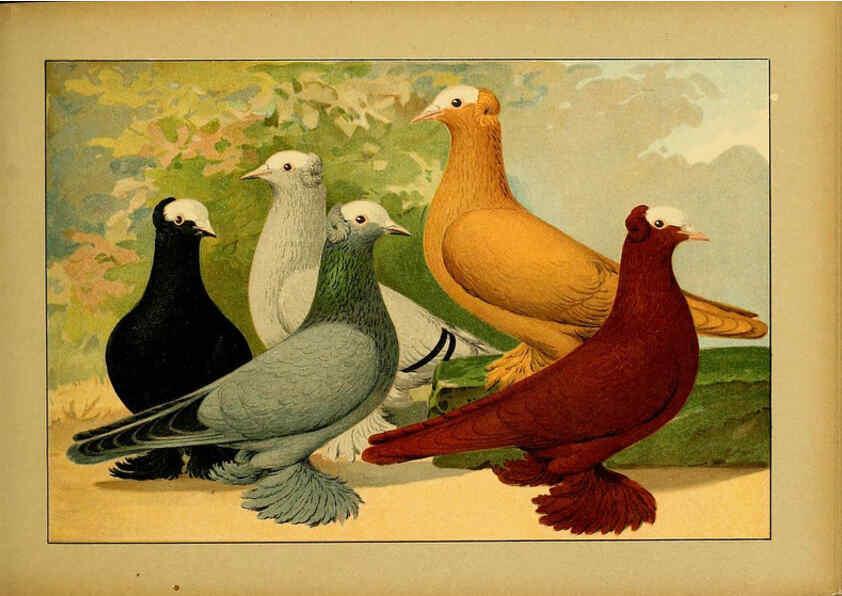 Reproducción/Reproduction 6004675007: Illustriertes Prachtwerk sämtlicher Taubenrassen Würzburg,Königl. Universitätsdruckerei H. Stürtz a.g.[1906?] 