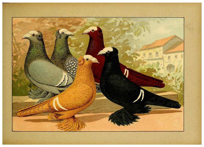 Reproducción/Reproduction 6005221098: Illustriertes Prachtwerk sämtlicher Taubenrassen Würzburg,Königl. Universitätsdruckerei H. Stürtz a.g.[1906?] 
