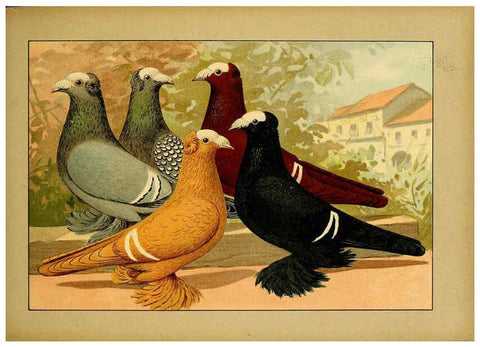 Reproducción/Reproduction 6005221098: Illustriertes Prachtwerk sämtlicher Taubenrassen Würzburg,Königl. Universitätsdruckerei H. Stürtz a.g.[1906?] 