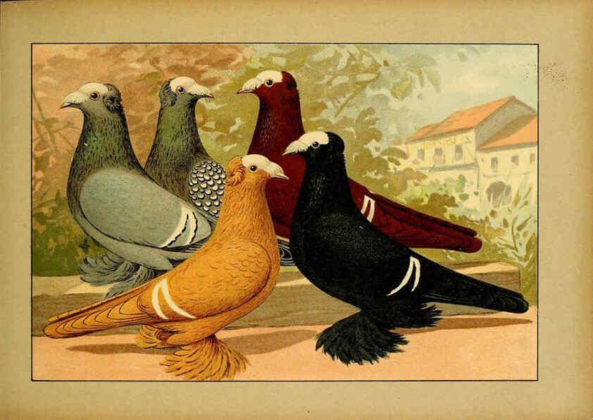 Reproducción/Reproduction 6005221098: Illustriertes Prachtwerk sämtlicher Taubenrassen Würzburg,Königl. Universitätsdruckerei H. Stürtz a.g.[1906?] 