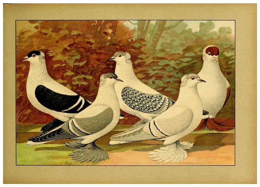 Reproducción/Reproduction 6004675237: Illustriertes Prachtwerk sämtlicher Taubenrassen Würzburg,Königl. Universitätsdruckerei H. Stürtz a.g.[1906?] 