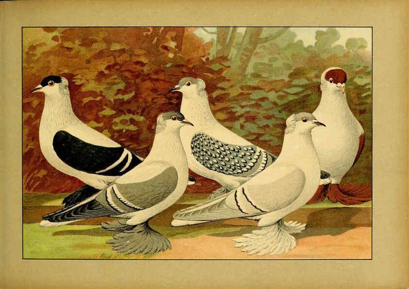 Reproducción/Reproduction 6004675237: Illustriertes Prachtwerk sämtlicher Taubenrassen Würzburg,Königl. Universitätsdruckerei H. Stürtz a.g.[1906?] 