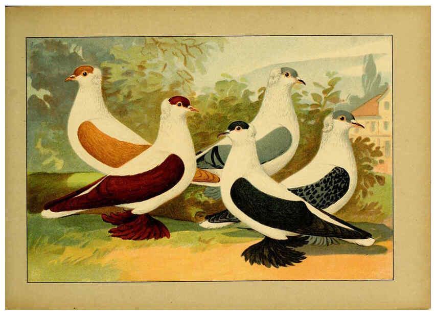 Reproducción/Reproduction 6004675335: Illustriertes Prachtwerk sämtlicher Taubenrassen Würzburg,Königl. Universitätsdruckerei H. Stürtz a.g.[1906?] 