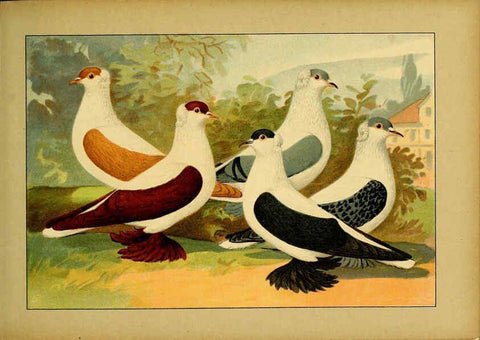 Reproducción/Reproduction 6004675335: Illustriertes Prachtwerk sämtlicher Taubenrassen Würzburg,Königl. Universitätsdruckerei H. Stürtz a.g.[1906?] 
