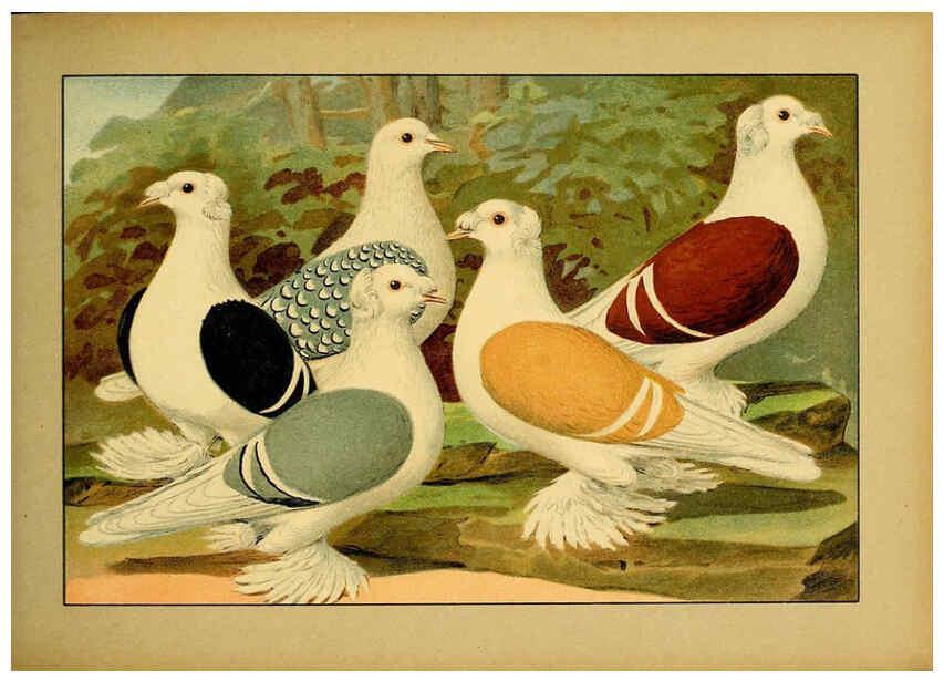 Reproducción/Reproduction 6005221460: Illustriertes Prachtwerk sämtlicher Taubenrassen Würzburg,Königl. Universitätsdruckerei H. Stürtz a.g.[1906?] 