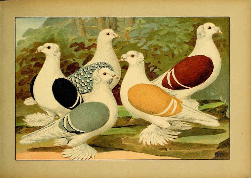 Reproducción/Reproduction 6005221460: Illustriertes Prachtwerk sämtlicher Taubenrassen Würzburg,Königl. Universitätsdruckerei H. Stürtz a.g.[1906?] 