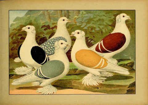 Reproducción/Reproduction 6005221460: Illustriertes Prachtwerk sämtlicher Taubenrassen Würzburg,Königl. Universitätsdruckerei H. Stürtz a.g.[1906?] 