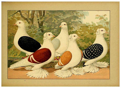 Reproducción/Reproduction 6005221638: Illustriertes Prachtwerk sämtlicher Taubenrassen Würzburg,Königl. Universitätsdruckerei H. Stürtz a.g.[1906?] 
