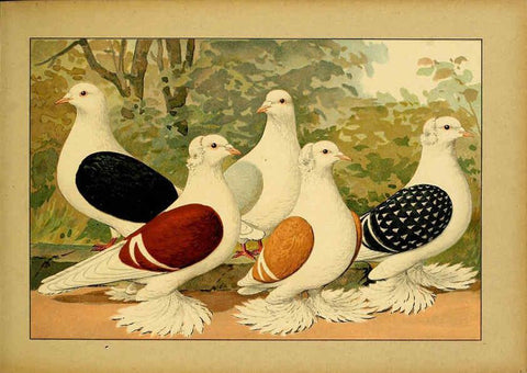 Reproducción/Reproduction 6005221638: Illustriertes Prachtwerk sämtlicher Taubenrassen Würzburg,Königl. Universitätsdruckerei H. Stürtz a.g.[1906?] 